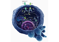 HQL制药、常州隆赛和上海BG大游将配合研新型抗癌药物