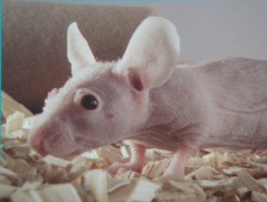 BG大游·(集团)视讯官方网站