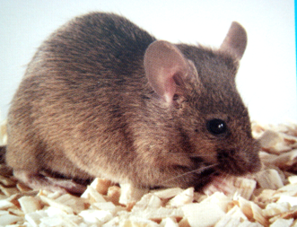 BG大游·(集团)视讯官方网站