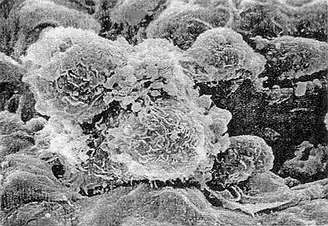 BG大游·(集团)视讯官方网站