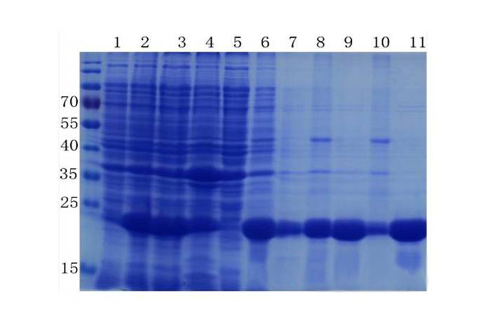 卵白质提取与纯化技巧——BG大游生物医药