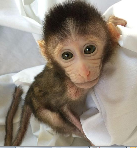 转基因猴成攻克自闭症利剑，，，，，，首个非人灵长类自闭症模子建设