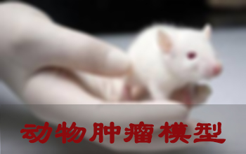 小鼠肿瘤模子