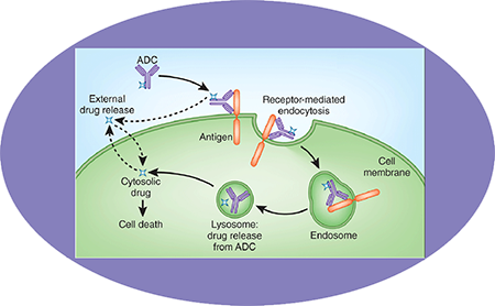 BG大游ADC临床前效劳之ADC作用机制