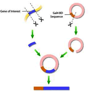BG大游·(集团)视讯官方网站