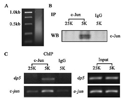 BG大游·(集团)视讯官方网站
