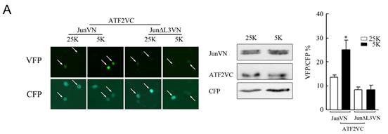 BG大游·(集团)视讯官方网站