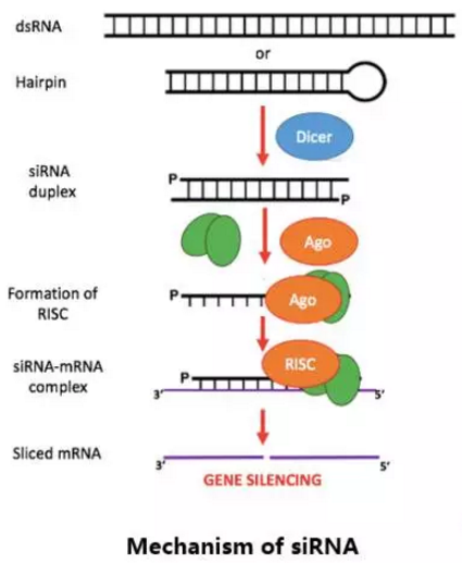 BG大游·(集团)视讯官方网站