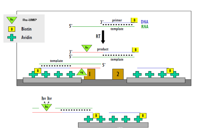BG大游·(集团)视讯官方网站
