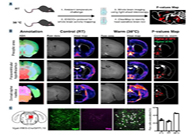 减肥药瞄准新靶点，，，，，，，，强效减肥药即未来袭？？？