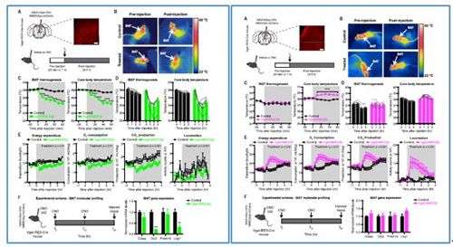 对神经元的激活会镌汰棕色脂肪产能，，，，，镌汰身体活动，，，，，从而抑制能量的消耗；；；；；相反，，，，，抑制神经元会提高能量的消耗。。。。。。。