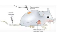 围观:临床前小鼠模子怎样。。。。。。。。？？