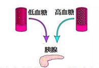 调理血糖稳态，，，，，，GK负重前行