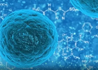 攻克三阴性乳腺癌，，，，，，，，蜜蜂毒液竟是要害？？？？？