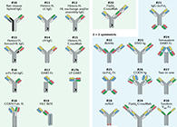 【云回首】理论、规则、实践，，，，，，，，三位一体解说双抗的生物剖析