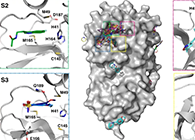【Nature子刊】国际团队联协实力，，，，，，，，加速基于COVID-19结构的药物设计！