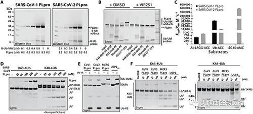 SARS-CoV-1 PLpro和SARS-CoV-2 PLpro对Ub和Ubl变体的处置惩罚