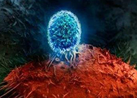 Nature：BATF3改善T细胞影象应答，，，，，有望改善免疫疗法的疗效