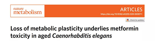 在线虫和人类原代细胞中，，，当在其寿命晚期提供二甲双胍时，，，二甲双胍会缩短命命，，，这与二甲双胍在年轻生物体中的起劲作用相反。。。。。。。