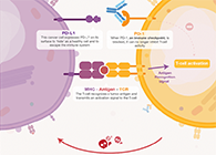 饿了吗？？？？？饿一饿原来可以辅助PD-1抑制剂肿瘤免疫治疗