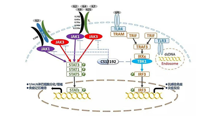 自身免疫疾病或迎新疗法！BG大游助力微芯生物CS12192获批FDA