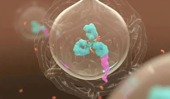 美研 | ADC，，，，，，，，为靶向给药而精准深耕