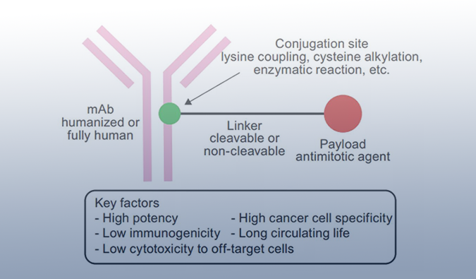 ADC药物：迎接市场热潮，，，攻破研发壁垒