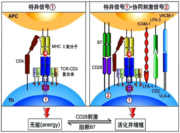 BG大游助力 | 海内CD19×CD3×CD28三特异性抗体获FDA默示允许