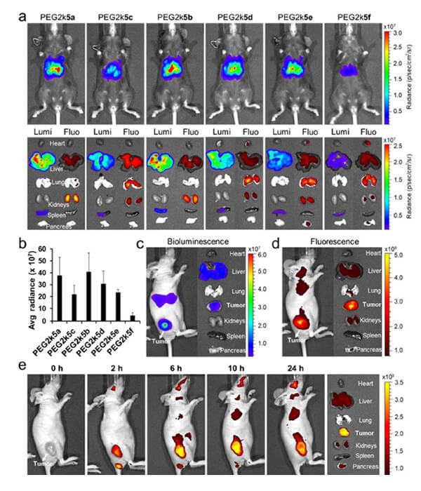 递送和NIR影像，，，，，，，，Luc mRNA; Ⅳ and intra-tumoral.jpg