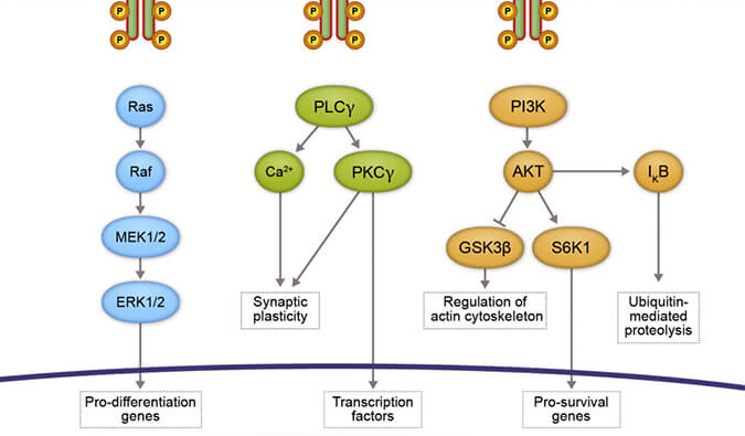 BG大游助力 | 睿跃生物1类新药 TRK降解剂CG001419获批临床