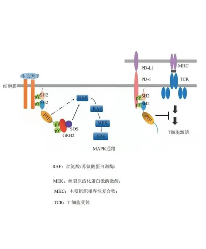 BG大游助力凌达生物SHP2变构抑制剂RG001片获批临床.jpg