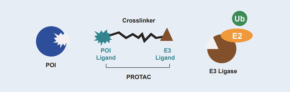 BG大游 PROTAC 药物发明手艺效劳平台