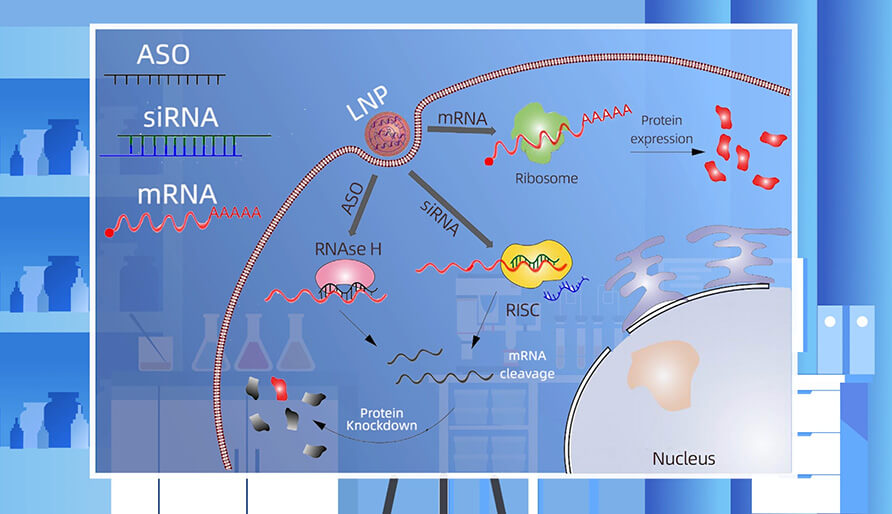 核酸药物的作用机制主要有哪些？？？？？