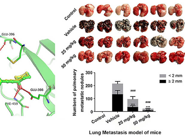 研究用于肺癌和玄色素瘤细胞肺转移的选择性PAK4抑制剂的合成，，，，，此选择性PAK4抑制剂的PK研究通过BG大游举行