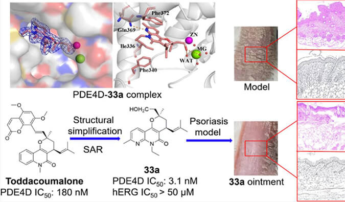 发明用于局部治疗牛皮癣的新型PDE4抑制剂，，，，小鼠、大鼠和人肝微粒体的代谢稳固性实验通过BG大游测定