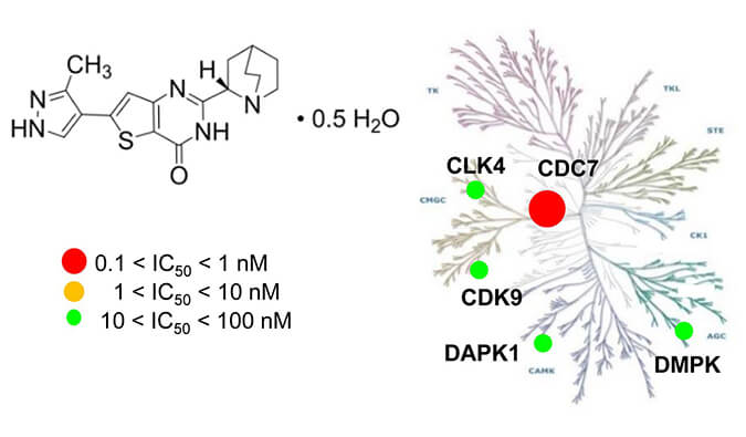 TAK-931是一种高度特异性的CDC7抑制剂，，，，，，，具有抗肿瘤功效，，，，，，，体内药效研究通过BG大游举行