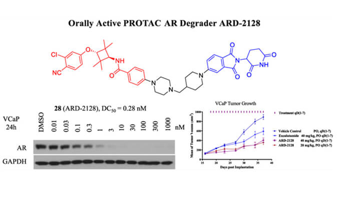 ARD-2128是一种PROTAC AR降解剂，，，，具有精彩的血浆和微粒体稳固性，，，，体外稳固性和PK研究通过BG大游举行