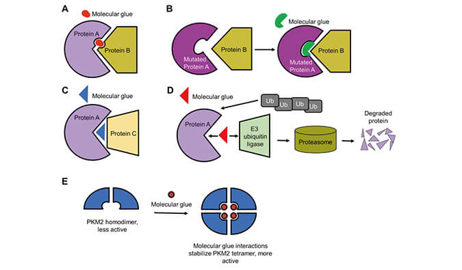靶向卵白降解系列（三）：分子胶，，，，，挑战不可成药