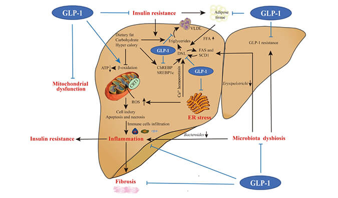谁将成为 2024年全球生物医药首个黑马？？？？？？？NASH领域突破性药物即将问世？？？？？？？