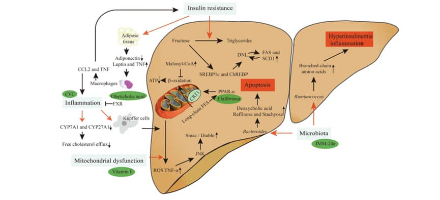 全球规模内，，，，，，已经有几个热门靶点对应的立异药物对NASH展现了极高的治疗潜力.jpg