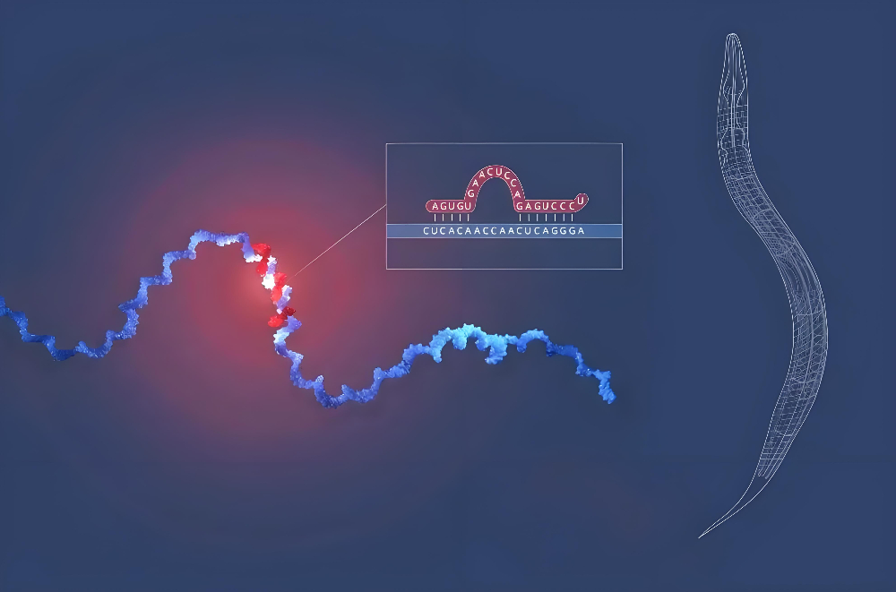 miRNA成诺贝尔奖明星分子，，，，，，，BG大游正全速赋能核酸药物研发