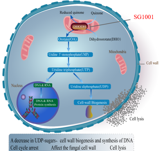 BG大游祝贺祥根生物立异药SG1001完成首例受试者给药