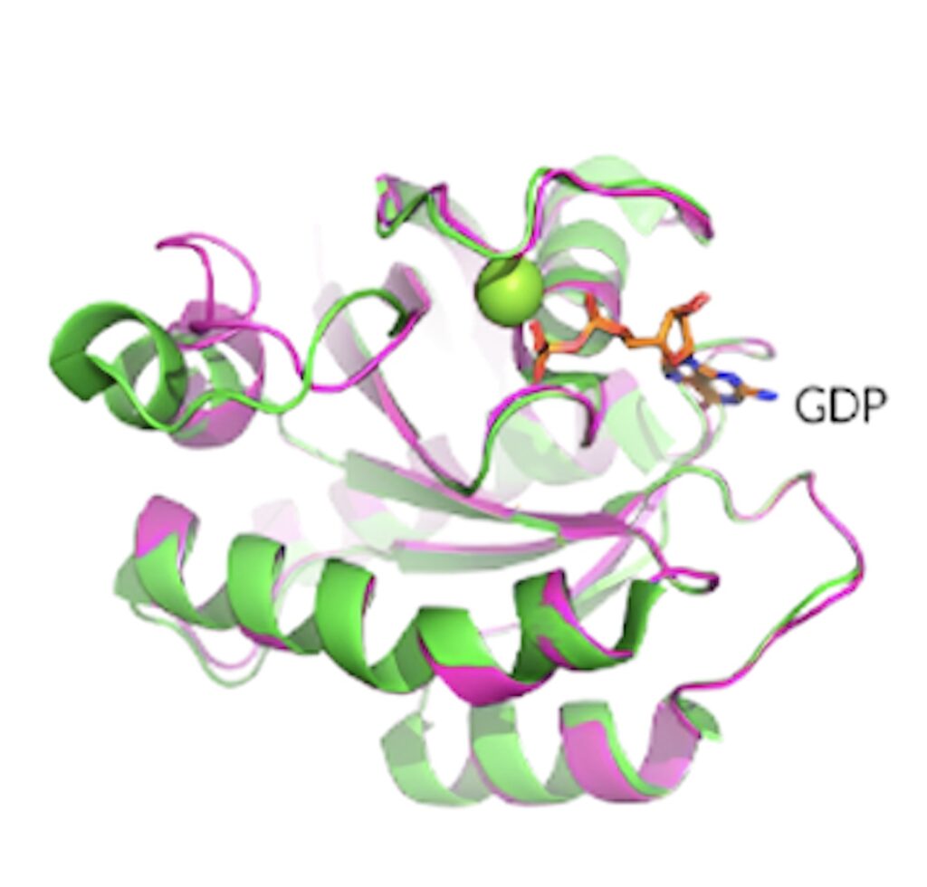 KRAS G12D晶体结构展现了卵白质的构象和 GDP 连系状态。。。。。。。.jpeg